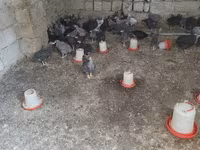 Chickens — الصورة 3