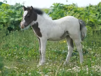 Aygʻir, American shetland pony — 4-rasm