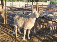 كبش, Assaf sheep — الصورة 3