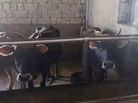 Vaca, Ganado vacuno — foto 3