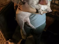 Schweine (Partie, Geschlecht nicht angegeben), Крупная белая — Foto 4
