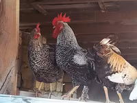 Chickens — 2-rasm