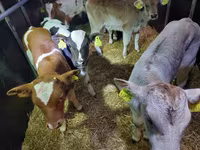 ثور, Simmental cattle — الصورة 1