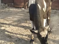 Toro, Raza Holstein — foto 5