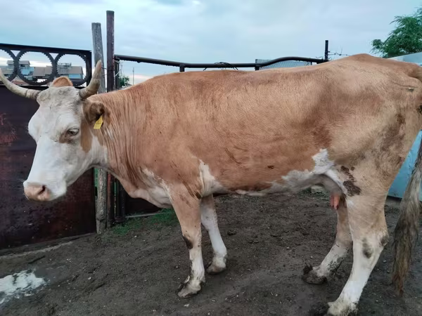Kuh, Latvian Blue cattle