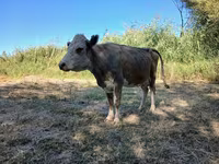 Vaca, Latvian Blue cattle — foto 3