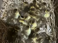 Ducks — photo 1