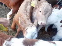 Bovinos (lote, sexo no especificado), Vaca Limousin — foto 1