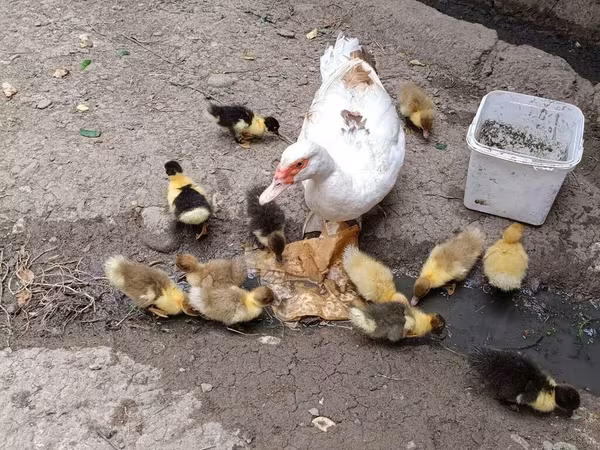 pato criollo doméstico
