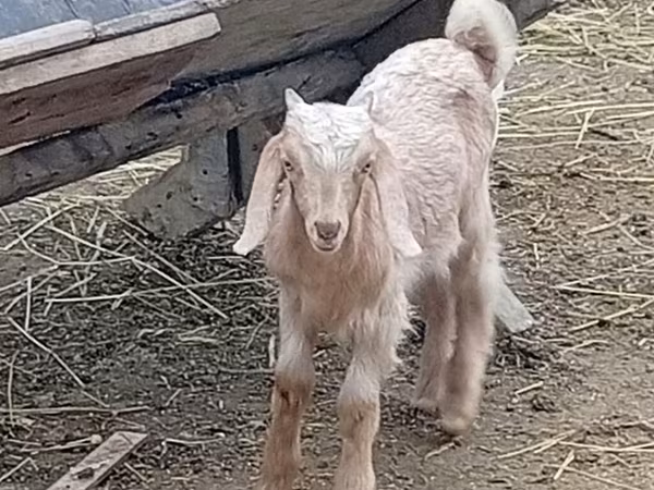 Теке, Damask goat