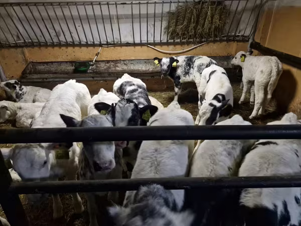 Bulle, Russian Black pied cattle