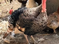 Turkeys — फ़ोटो 3