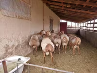 كبش, Arashan sheep — الصورة 3