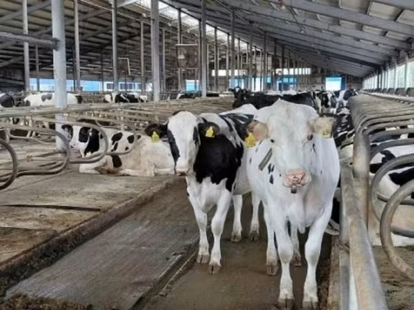 Rasa Holstein