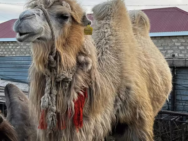 جمل, Kazakh Bactrian camel