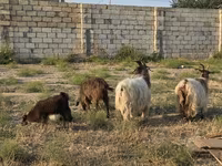 Cabra, Cabras — foto 4