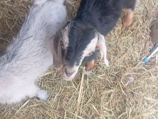 Козел, Nubian Goat