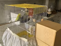 Təmiz qan Çex tutuquşuları satılır 🦜 Quşlar çox sağlam, aktiv və — फ़ोटो 1