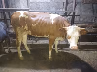 गाय, Simmental cattle — फ़ोटो 3
