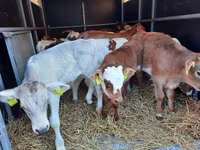 Buqa, Simmental cattle — 4-rasm