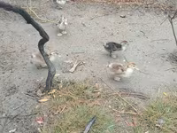 Ducks — الصورة 3