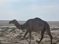 骆驼（批次，未指定性别）, Anafi camel — 照片 3