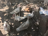 Ducks — фото 1