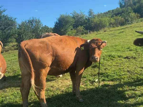 Kuh, Limousin-Kuh