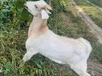 تيس, الماعز — الصورة 3