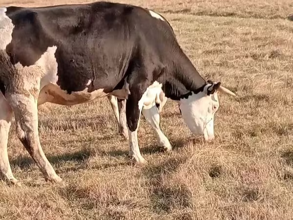 Kuh, Latvian Blue cattle