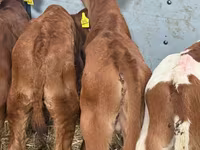 Rinder (Partie, Geschlecht nicht angegeben), Simmental cattle — Foto 4