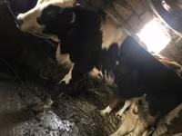 Bull, Russian Black pied cattle — photo 3