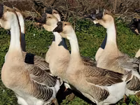 लिंडा — फ़ोटो 6