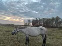 Mare, Horse breed — photo 1
