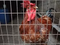 Chickens — Foto 2