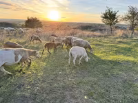 Qoç, Katum sheep — foto 1