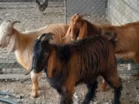 Billy Goat, Goats — photo 2