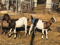 母山羊, Nubian Goat — 照片 2