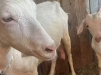 Ziege, Saanen goat — Foto 8