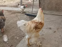 Brahma — Foto 1