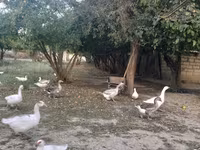 Geese — फ़ोटो 1