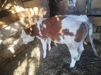 Bovinos (lote, sexo no especificado), Simmental cattle — foto 2