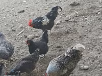 Chickens — फ़ोटो 2