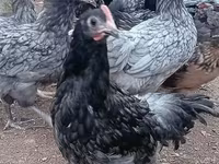 Chickens — Foto 1