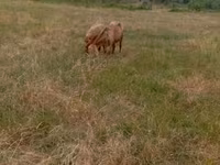 Qoʻy, Kazakh meat-wool sheep — 2-rasm