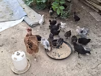 Chickens — 3-rasm