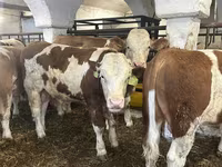 ثور, Simmental cattle — الصورة 3