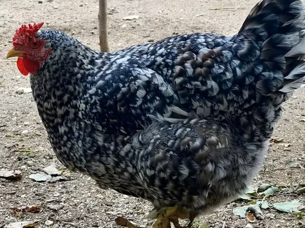 Chickens