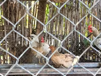 Chickens — الصورة 3