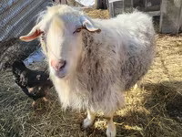 Ziegenbock, Saanen goat — Foto 2